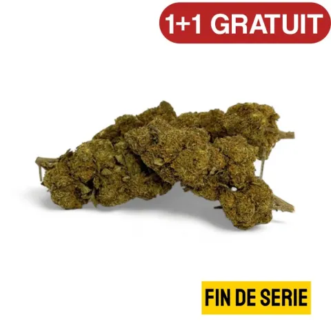 CBD’EAU Critical+ Greenhouse